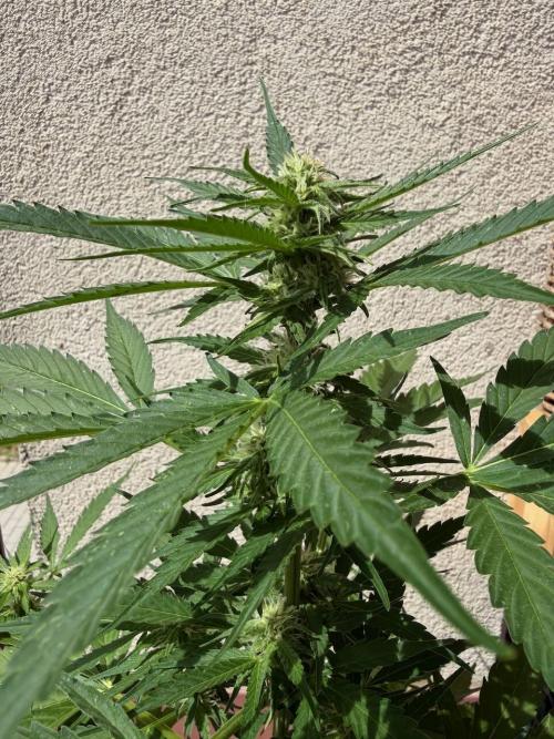 Strains 2026. Week 7