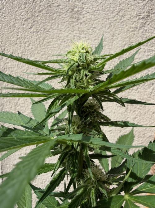 Strains 2026. Week 7