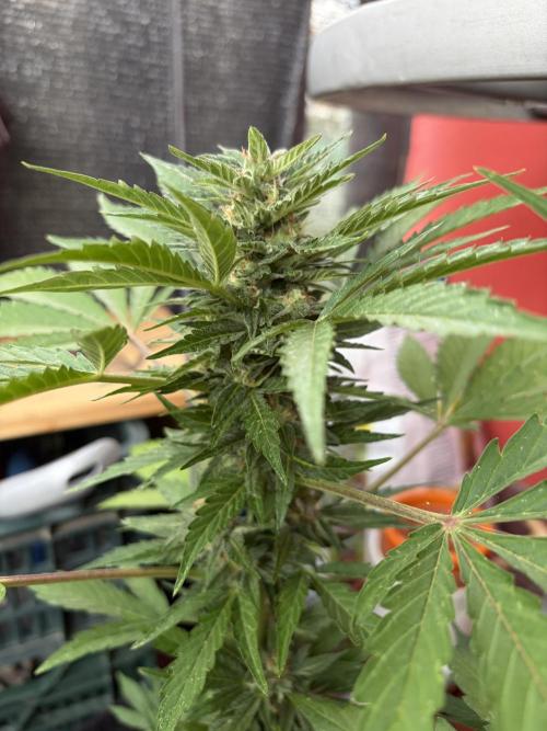 Strains 2026. Week 9 - Solomatic CBD