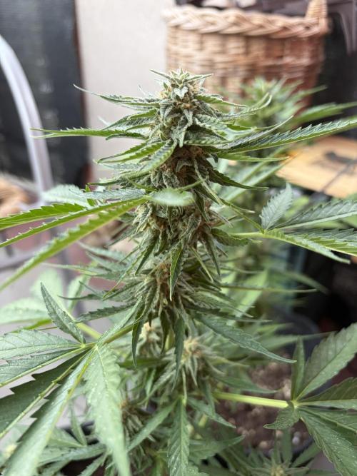 Strains 2026. Week 9 - Atlas F1
