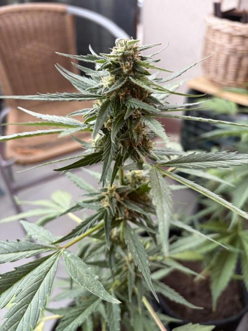 Strains 2026. Week 9 - Kritic Auto