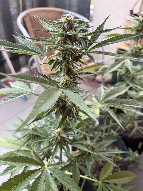 Strains 2026. Week 9 - Atlas F1
