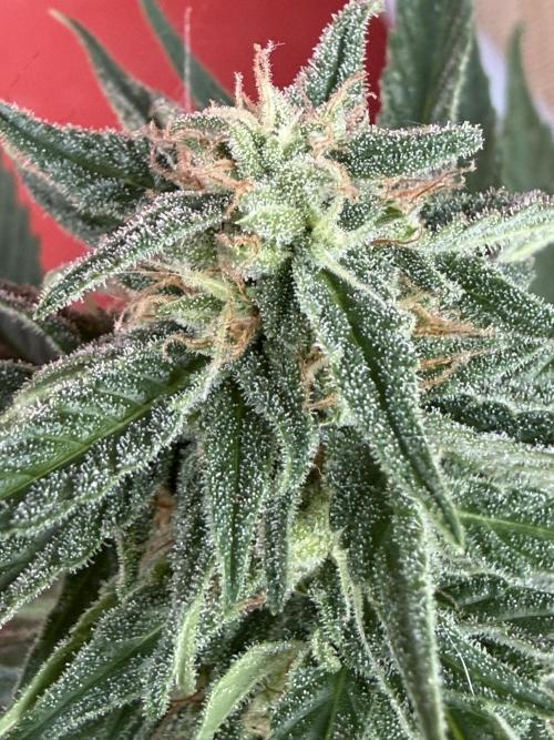Strains 2026. Week 9 - Atlas F1