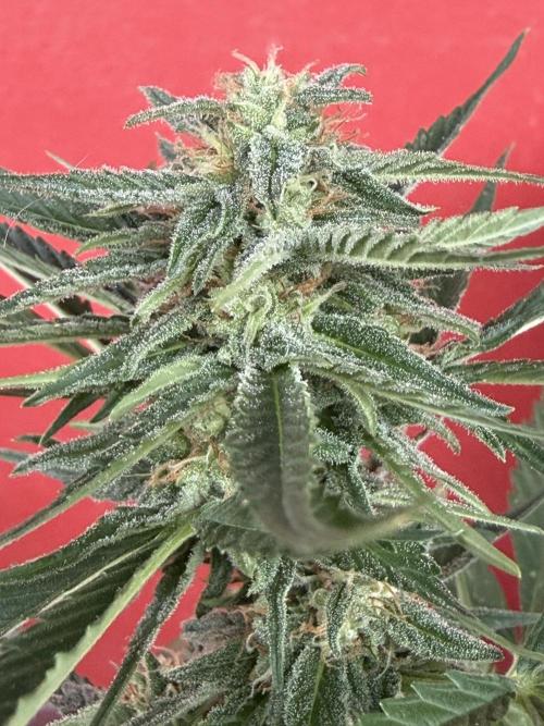 Strains 2026. Week 9 - Atlas F1