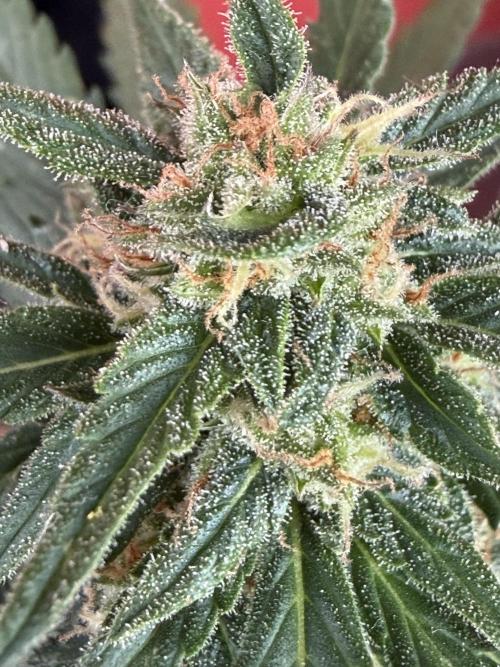 Strains 2026. Week 9 - Kritic Auto