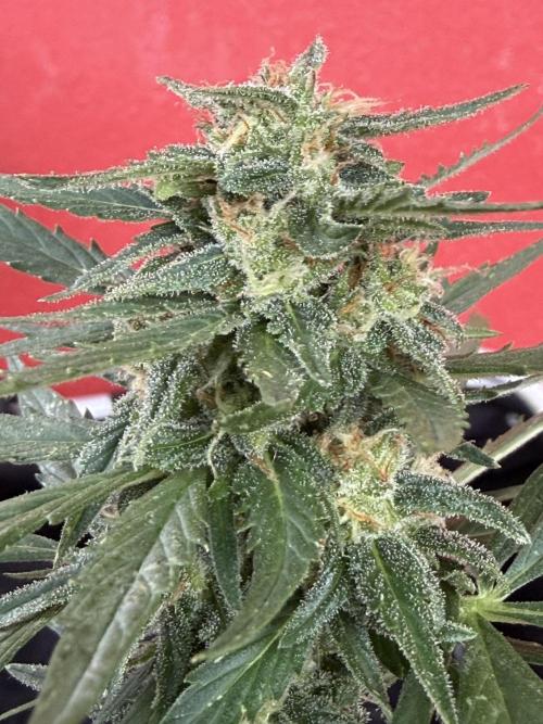 Strains 2026. Week 9 - Kritic Auto