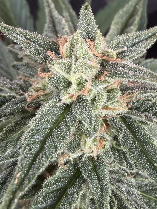 Strains 2026. Week 9 - Atlas F1