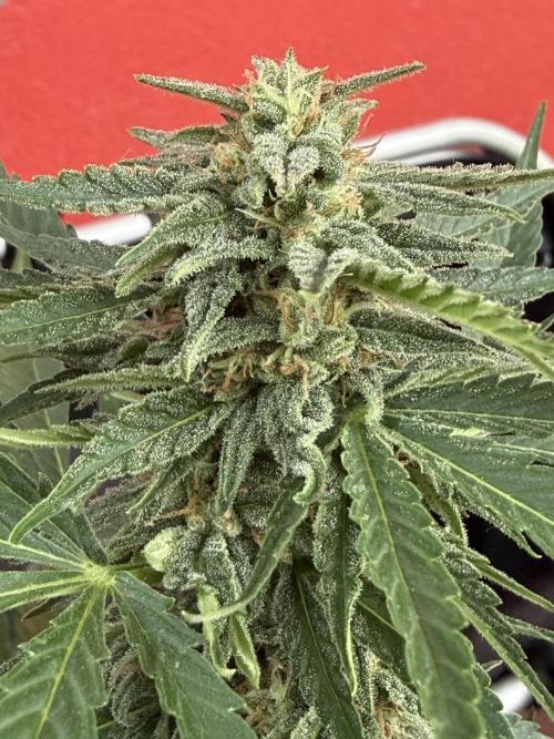 Strains 2026. Week 9 - Atlas F1