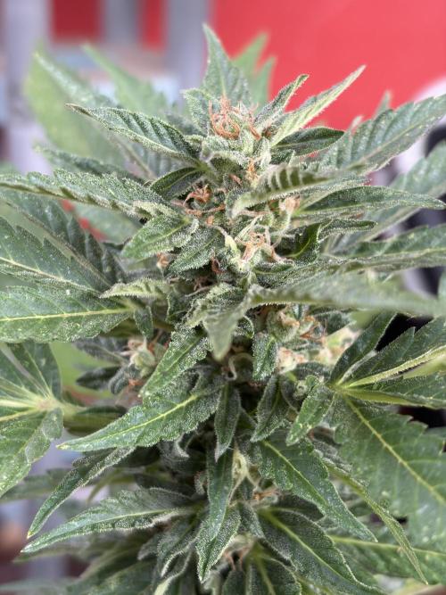 Strains 2026. Week 9 - Solomatic CBD