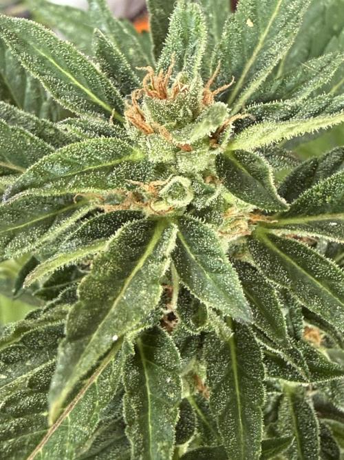 Strains 2026. Week 9 - Solomatic CBD