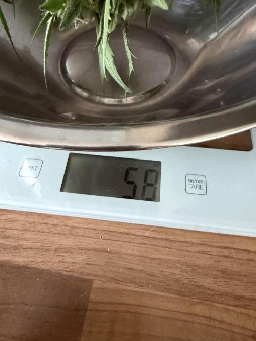 Strains 2026. Week 11