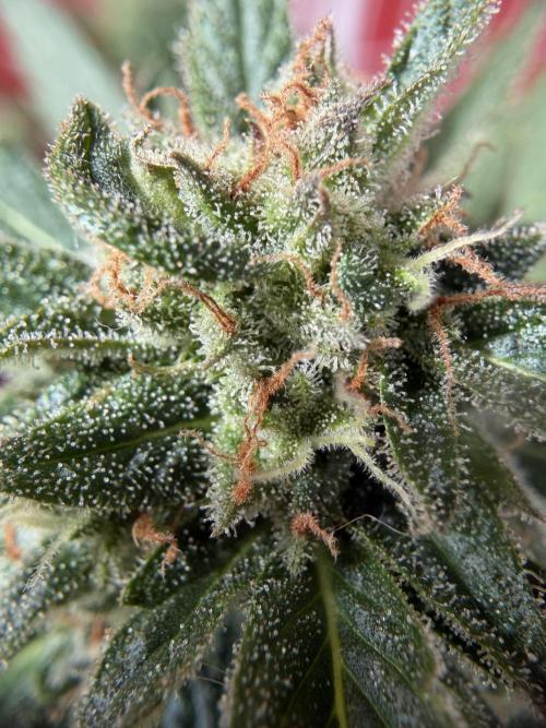 Strains 2026. Week 11