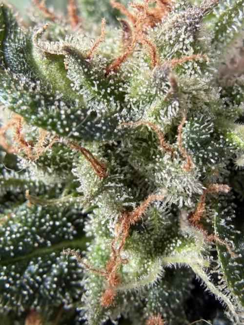Strains 2026. Week 11