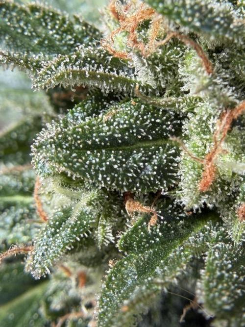 Strains 2026. Week 11