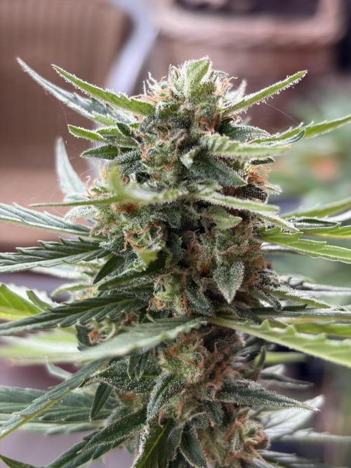 Strains 2026. Week 11