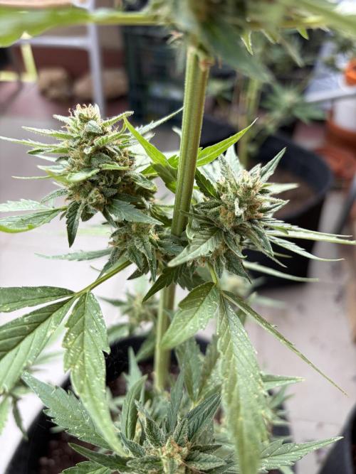 Strains 2026. Week 11