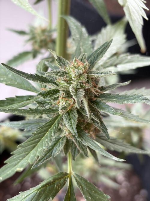 Strains 2026. Week 11