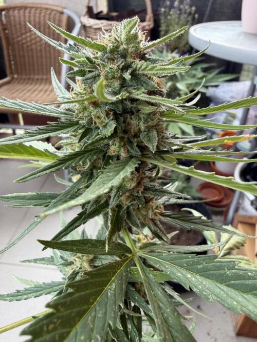 Strains 2026. Week 11