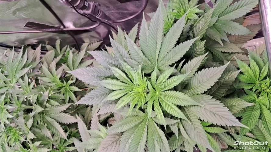 Frozen cherry runtz - Growers Choice