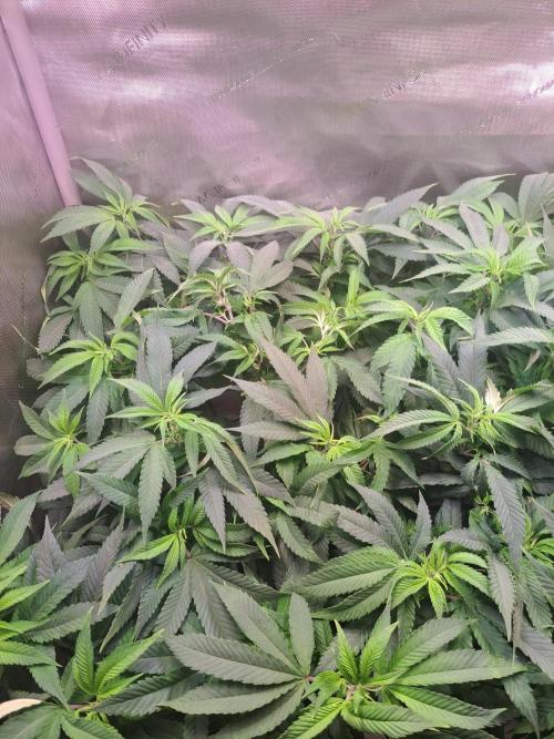 Sweet Cherry Pie by sweet seeds. Week 11