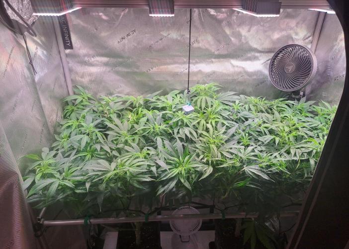 Sweet Cherry Pie by sweet seeds. Week 11 - Tag 77 nach Keimung 