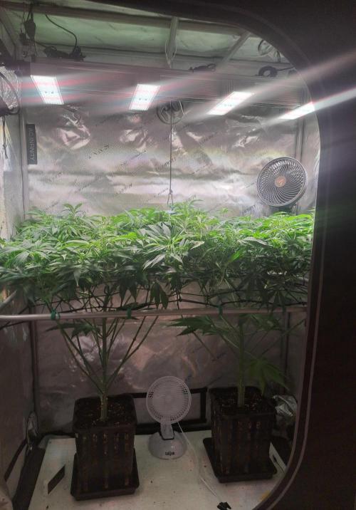 Sweet Cherry Pie by sweet seeds. Week 11