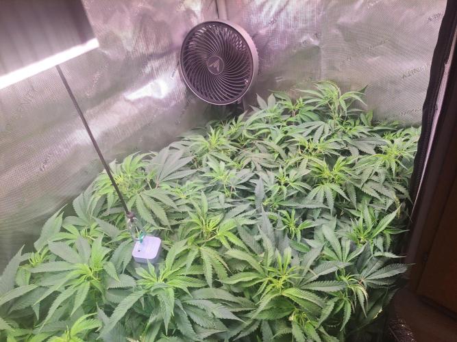 Sleepy Joe - Anesia Seeds. Week 11