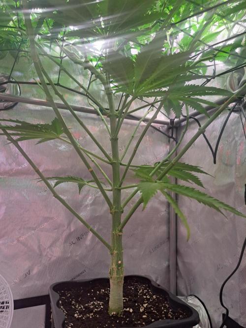 Sleepy Joe - Anesia Seeds. Week 11