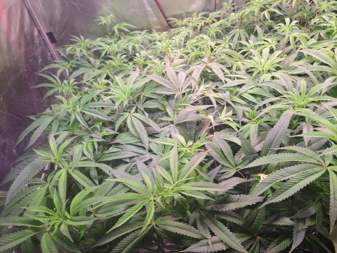 Big Bazooka - Anesia Seeds. Week 11