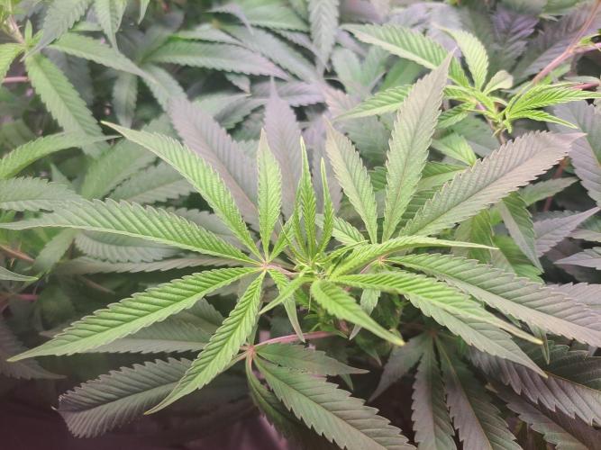 Big Bazooka - Anesia Seeds. Week 11