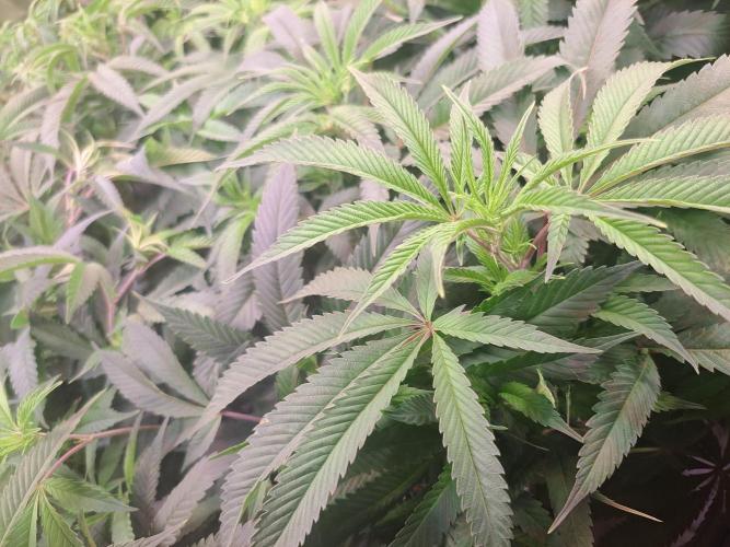 Big Bazooka - Anesia Seeds. Week 11