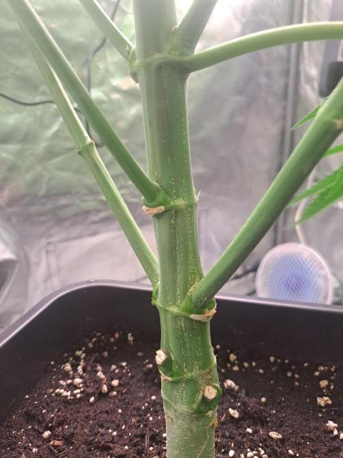 Big Bazooka - Anesia Seeds. Week 11