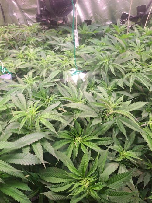 Papaya Zoap by Sweet Seeds. Week 11