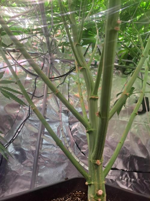 Papaya Zoap by Sweet Seeds. Week 11