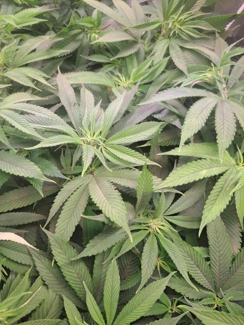 Red Hot Cookies by sweet seeds. Week 11