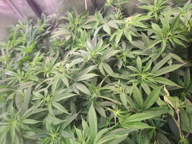 Red Hot Cookies by sweet seeds. Week 11