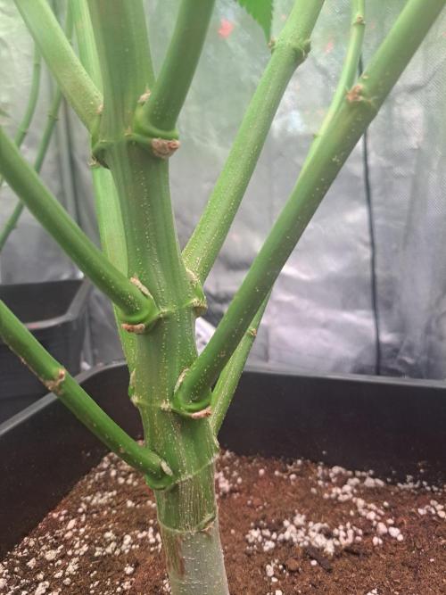 Red Hot Cookies by sweet seeds. Week 11