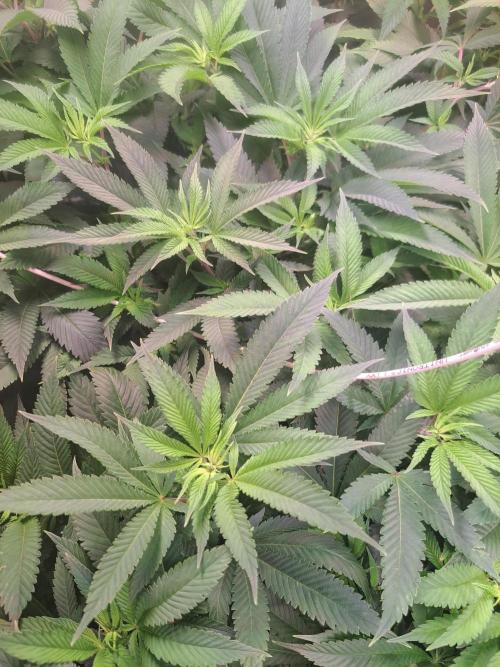 Frozen cherry runtz - Growers Choice. Week 11