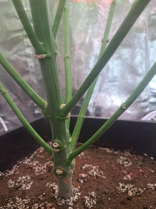 Frozen cherry runtz - Growers Choice. Week 11