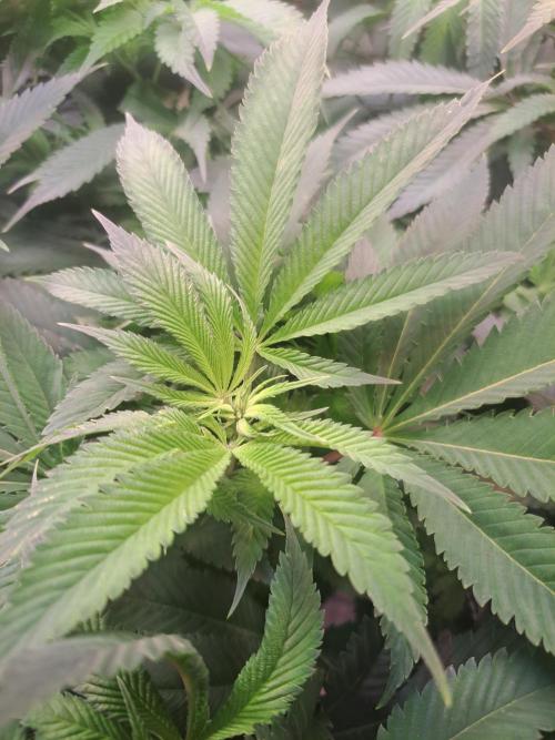 Frozen cherry runtz - Growers Choice. Week 11