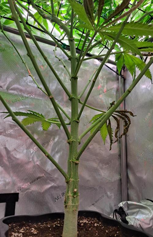 Sleepy Joe - Anesia Seeds. Week 12