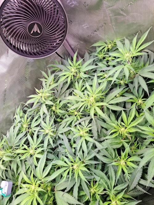 Sleepy Joe - Anesia Seeds. Week 12