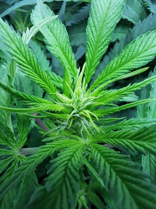 Sleepy Joe - Anesia Seeds. Week 12 - Tag 7 der Blüte