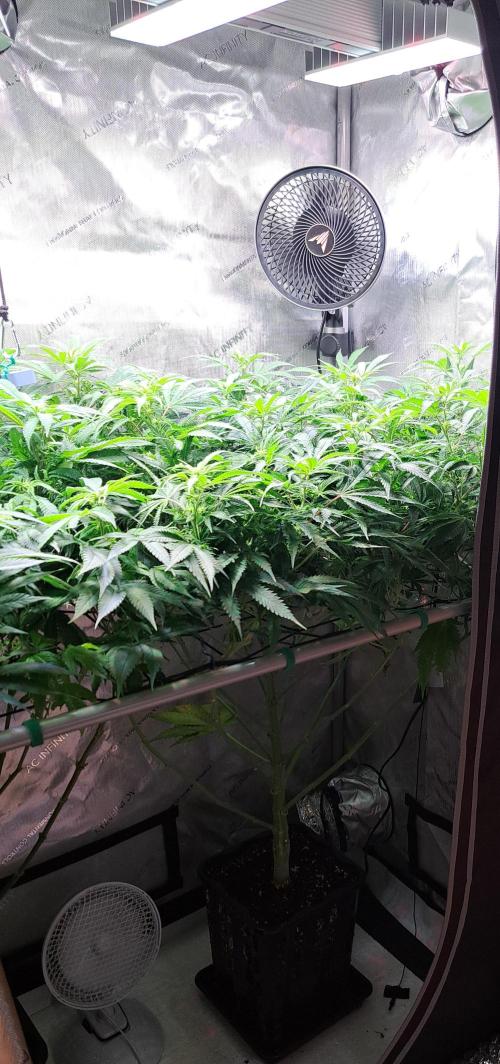 Sleepy Joe - Anesia Seeds. Week 12