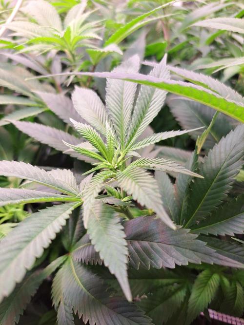 Red Hot Cookies by sweet seeds. Week 12 - Blütetag 7