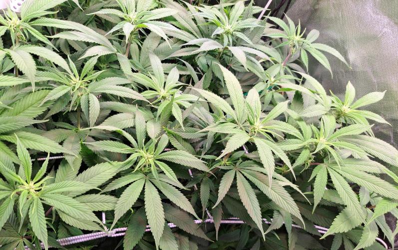 Red Hot Cookies by sweet seeds. Week 12