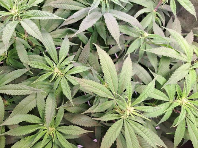 Red Hot Cookies by sweet seeds. Week 12