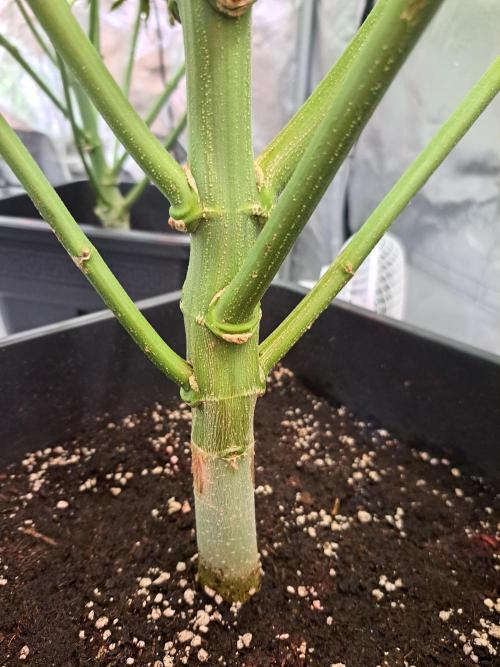 Red Hot Cookies by sweet seeds. Week 12