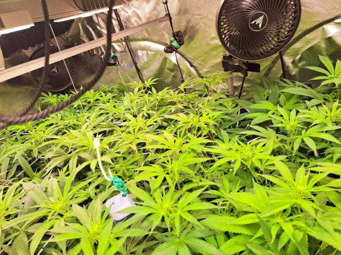 Papaya Zoap by Sweet Seeds. Week 12