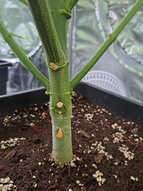 Papaya Zoap by Sweet Seeds. Week 12